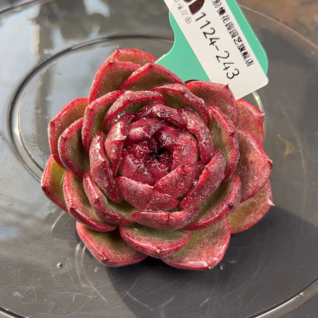 从前慢花园多肉编号1124-243