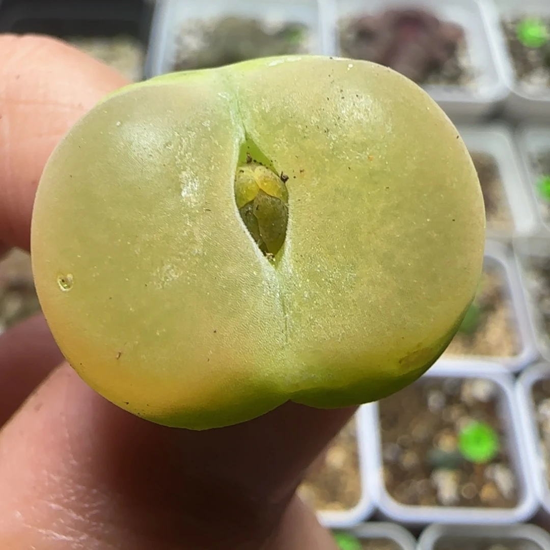 2.1漂亮多肉植物338