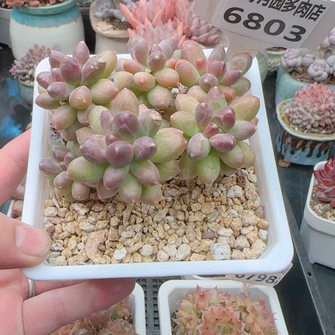 小****?多肉6803……………………