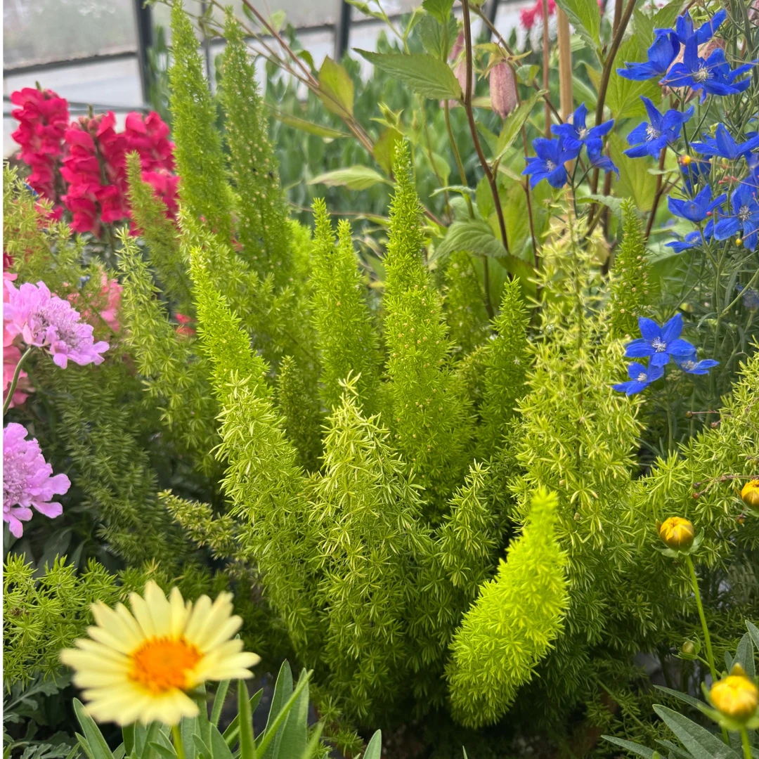 2 加仑狐尾天门冬盆栽办公室内桌面摆放绿植物客厅阳台好养花卉