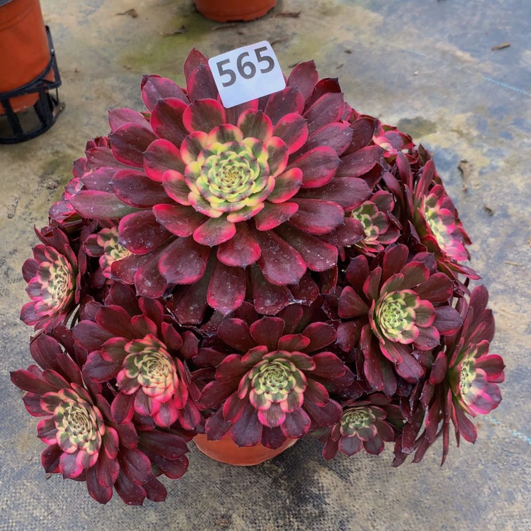 【闪购商品】快**侠565烟火主头