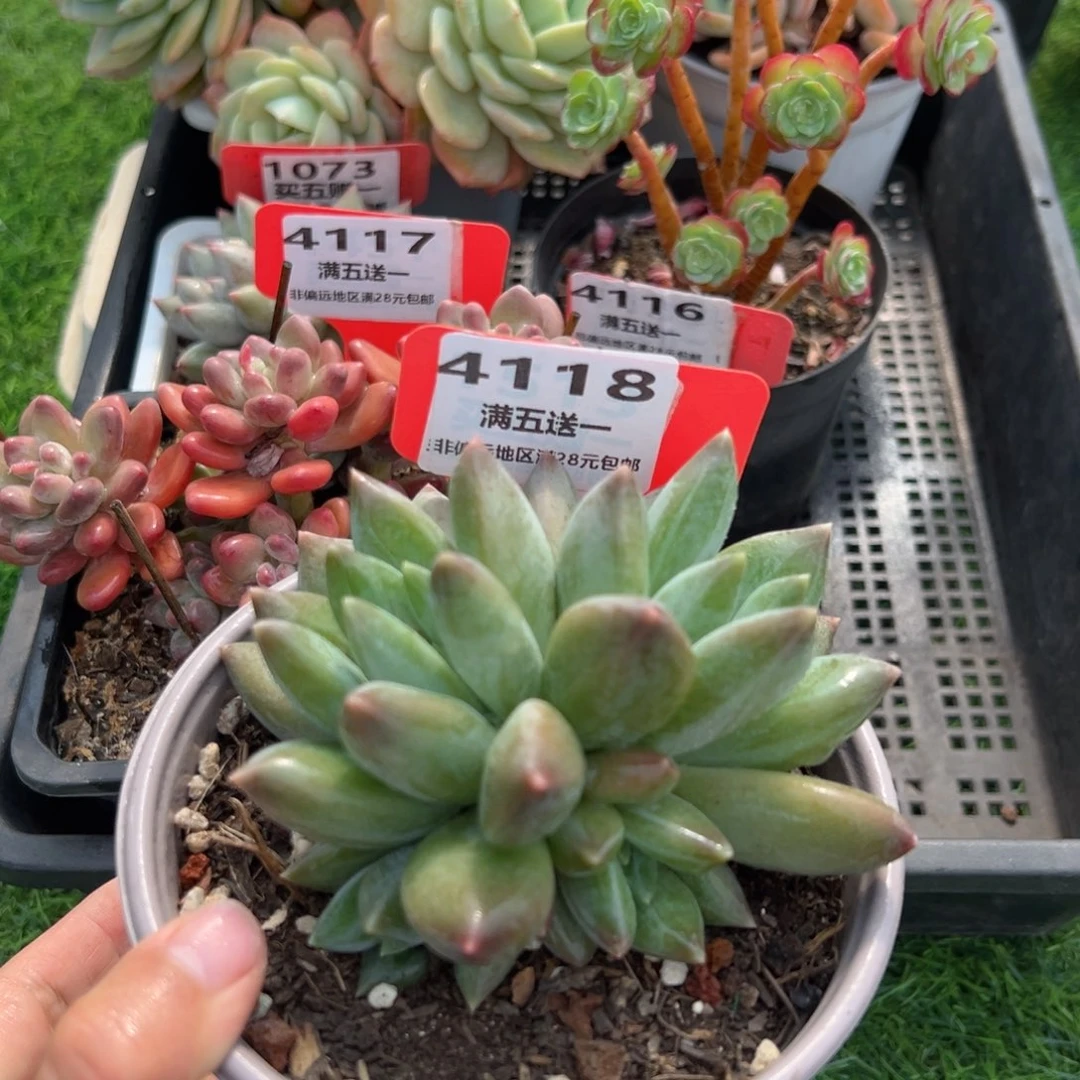 表妹精品多肉4118.