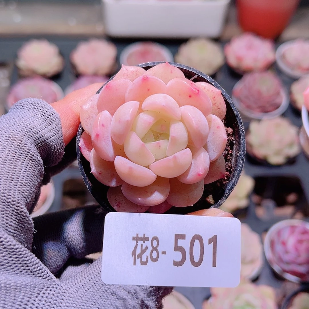 花08-501新品单头