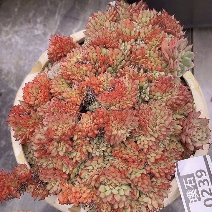 缀化0239多肉植物