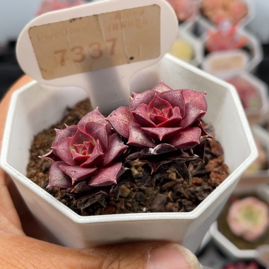 罗西马7337-4.0厘米