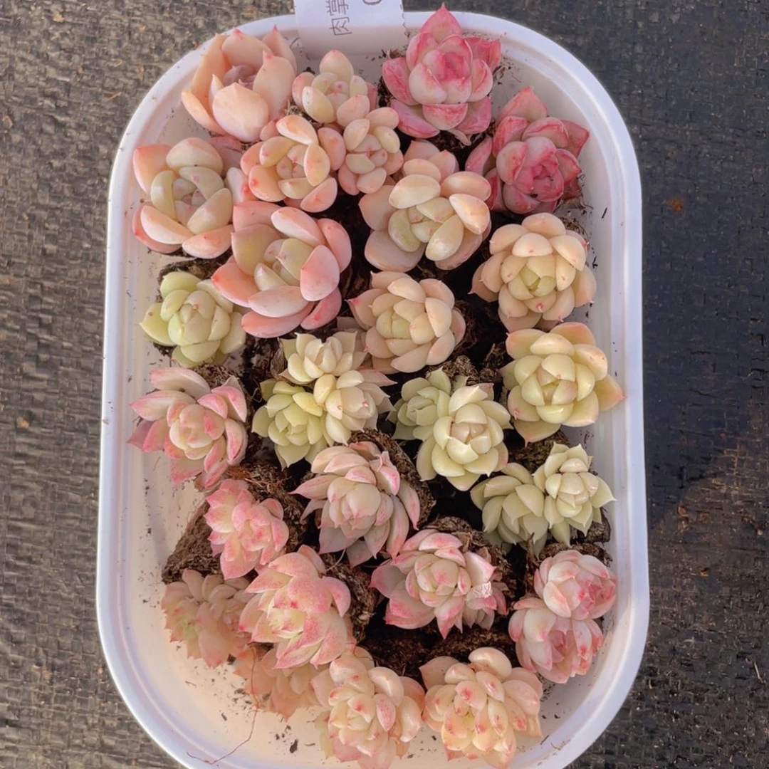 我们的生活方式是什么036