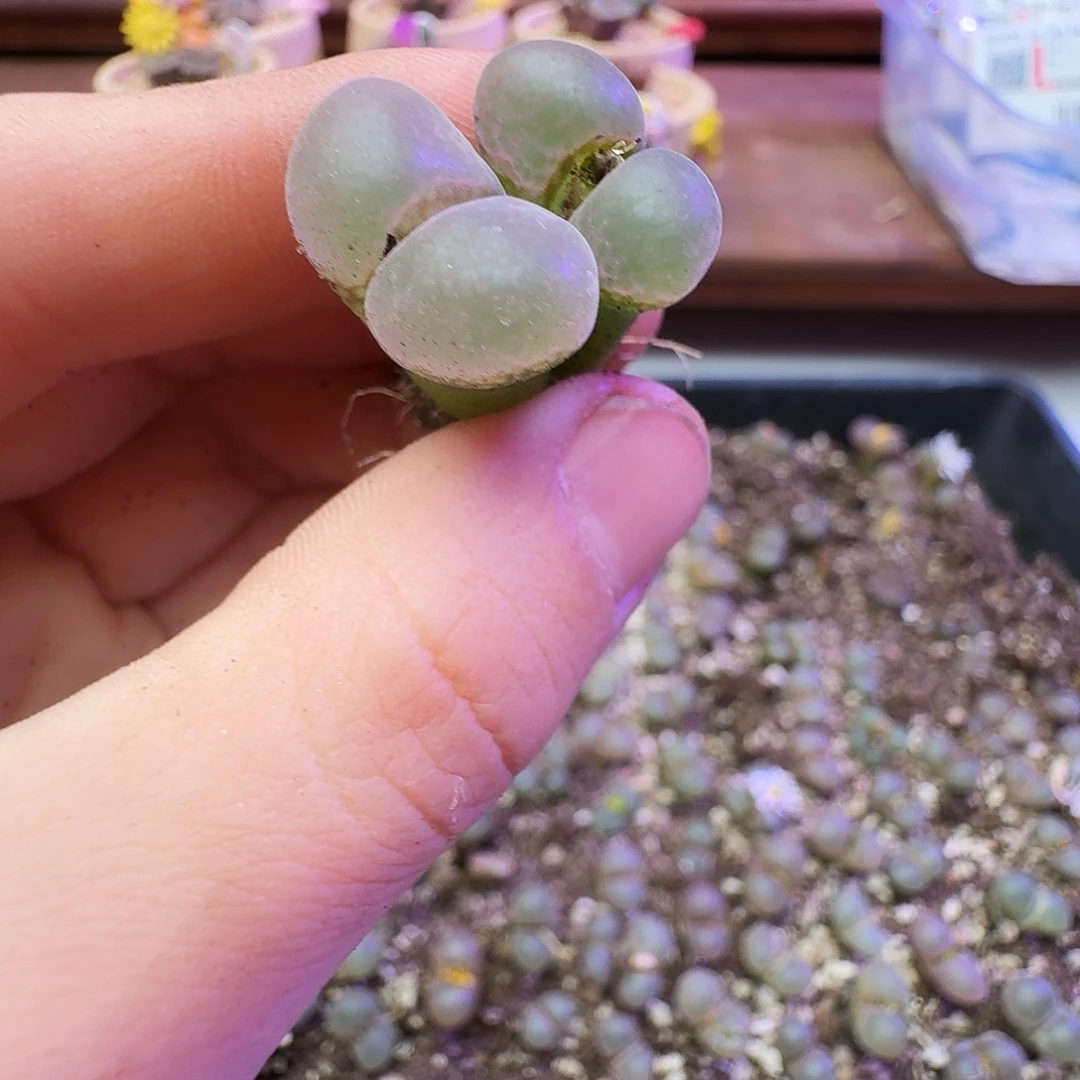 多肉植物福利风铃204