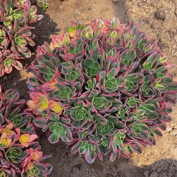 甜茶手捧花11111111