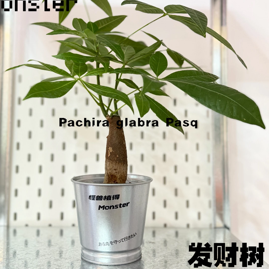 【Monster】家有发财树年年暴富户