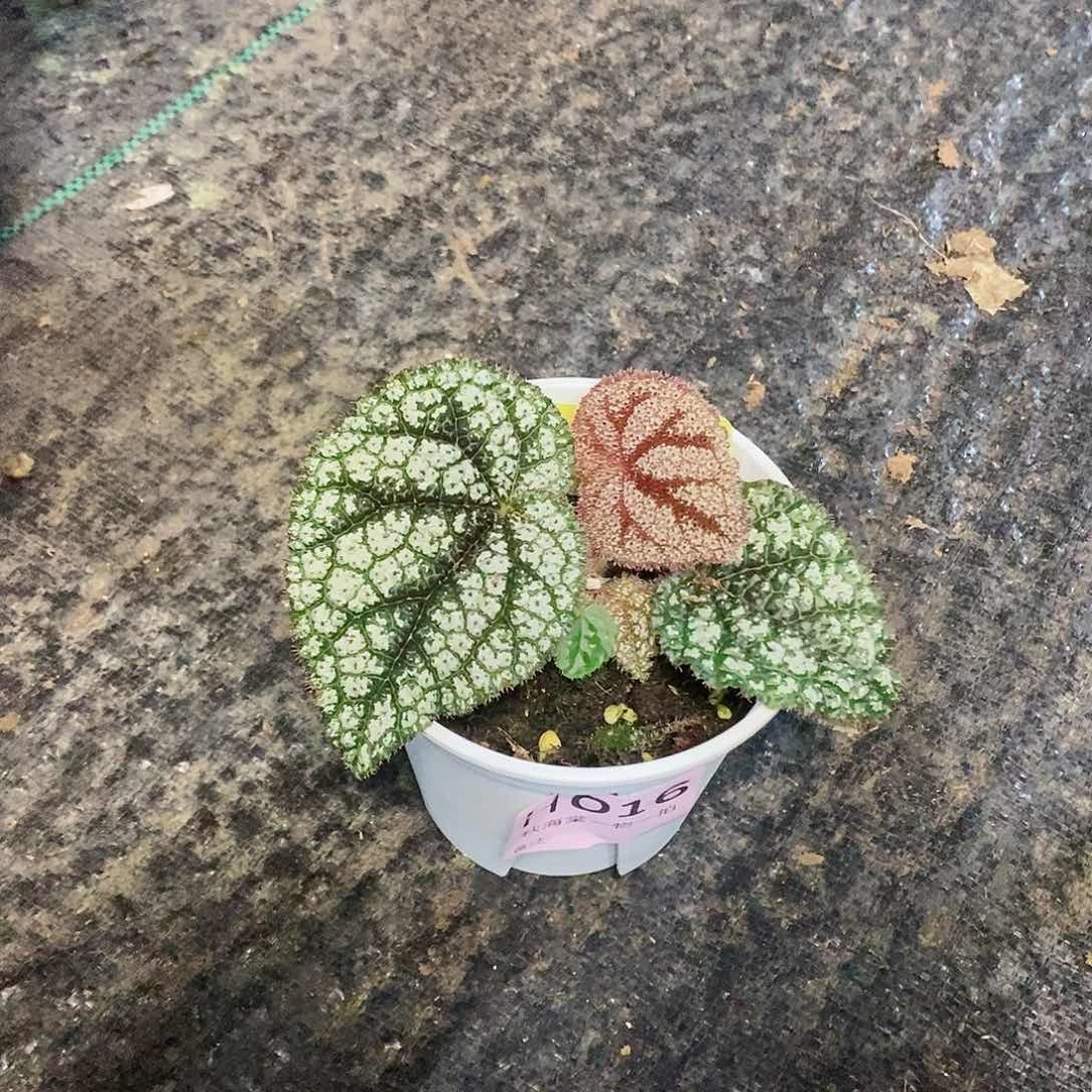 不开花植物太*秋海棠016