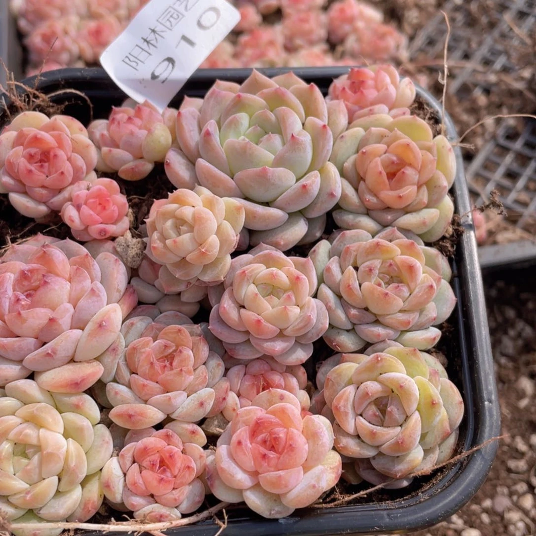 多肉植物多肉植物910