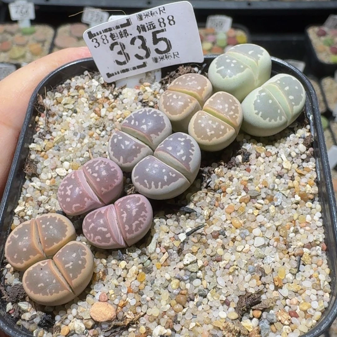 C***.Ssss精品生石花335