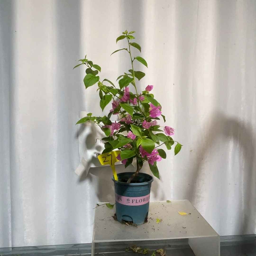 当前无花栽培后可以开花27章红樱扦插苗