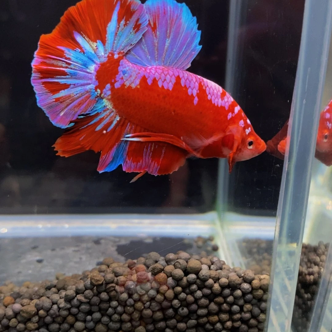 斗鱼『****帅363巨斗巨斗