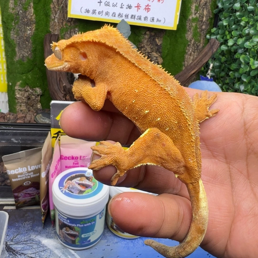 睫角守宫双红波点