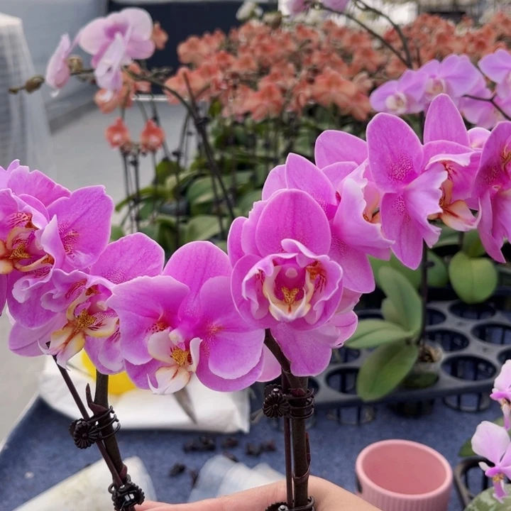 大量花朵（建议范围：8朵-15朵 或40%以上）