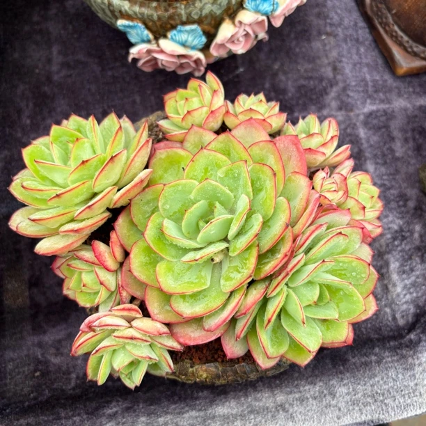 多肉植物一物一拍牡丹亭无砍群叶展20cm