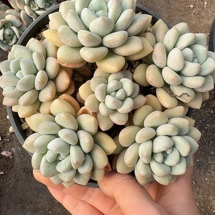 泡泡糖多肉植物的生长
