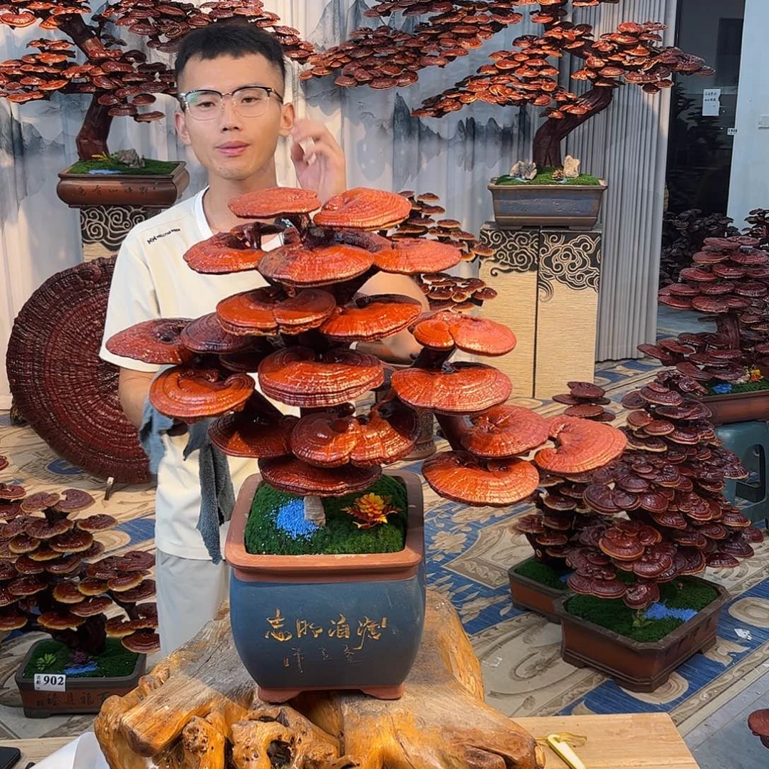 无花朵888888888888