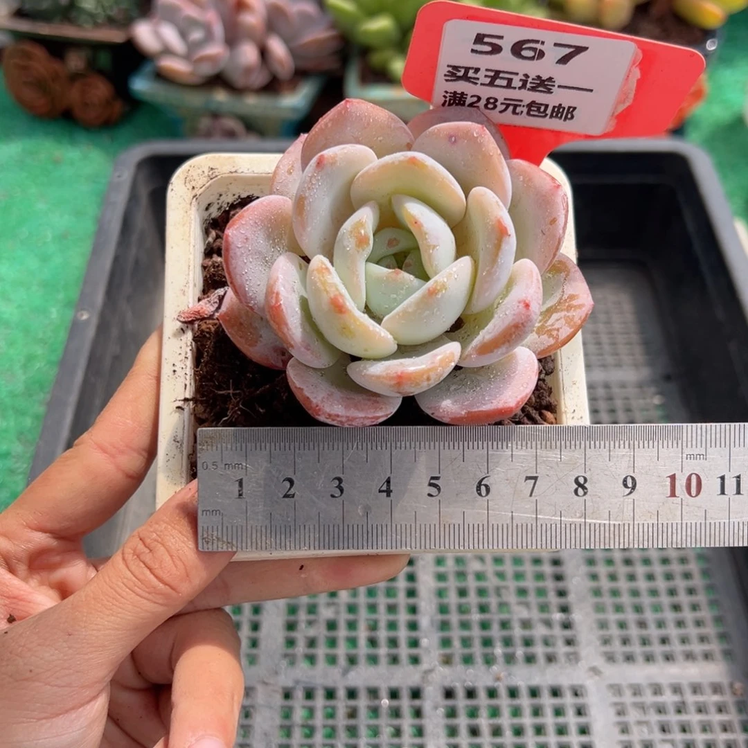 表妹精品多肉植物567.