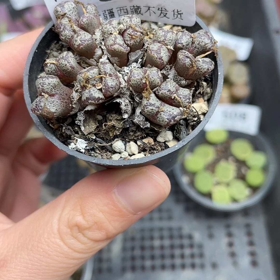 32600000花花花花花