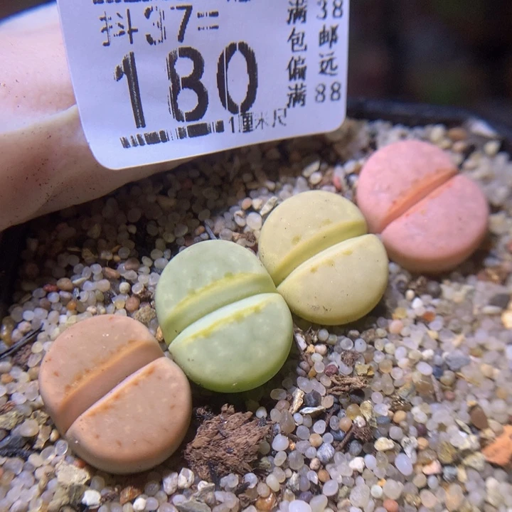 精品生石花37.180