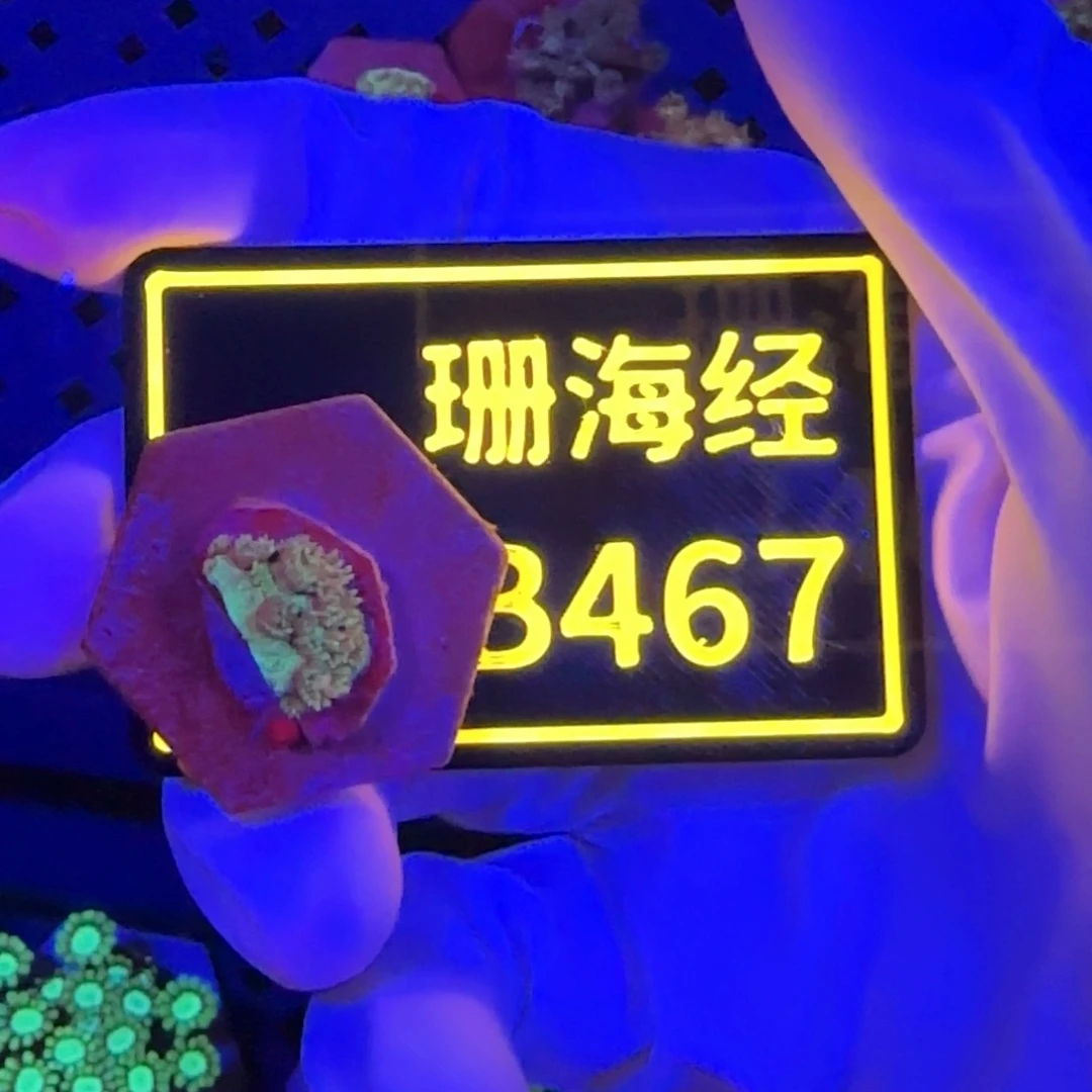 纽扣珊瑚静*又又不包邮马卡龙B467