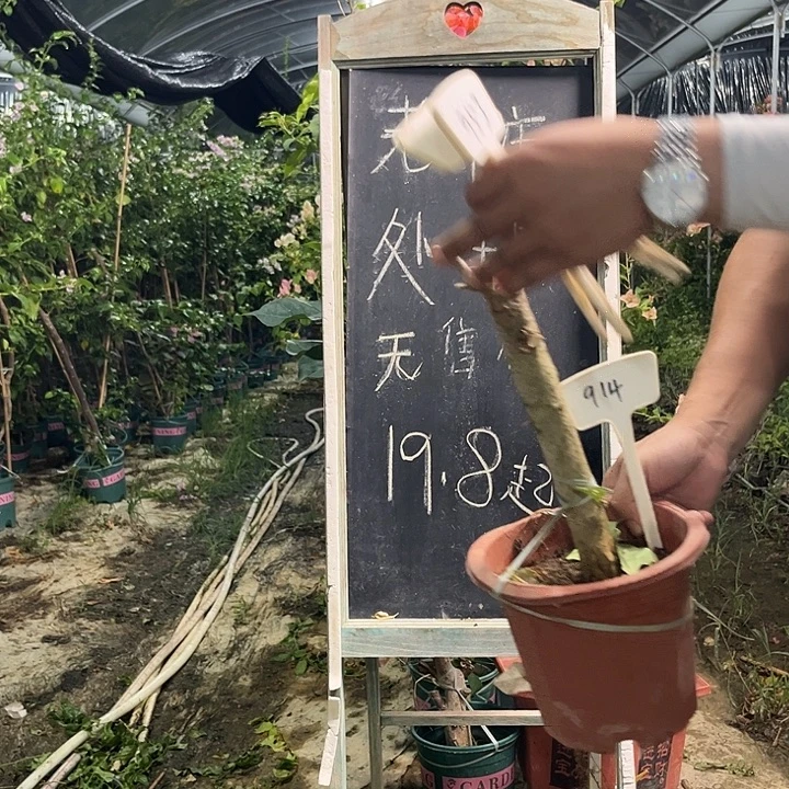 无花朵三角梅三角梅914
