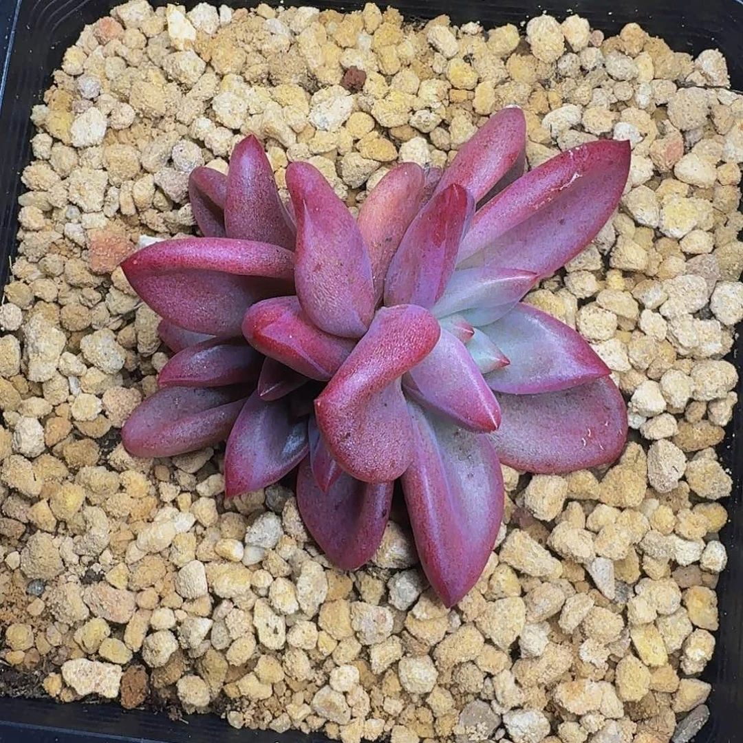 赫菲斯托 一物一拍