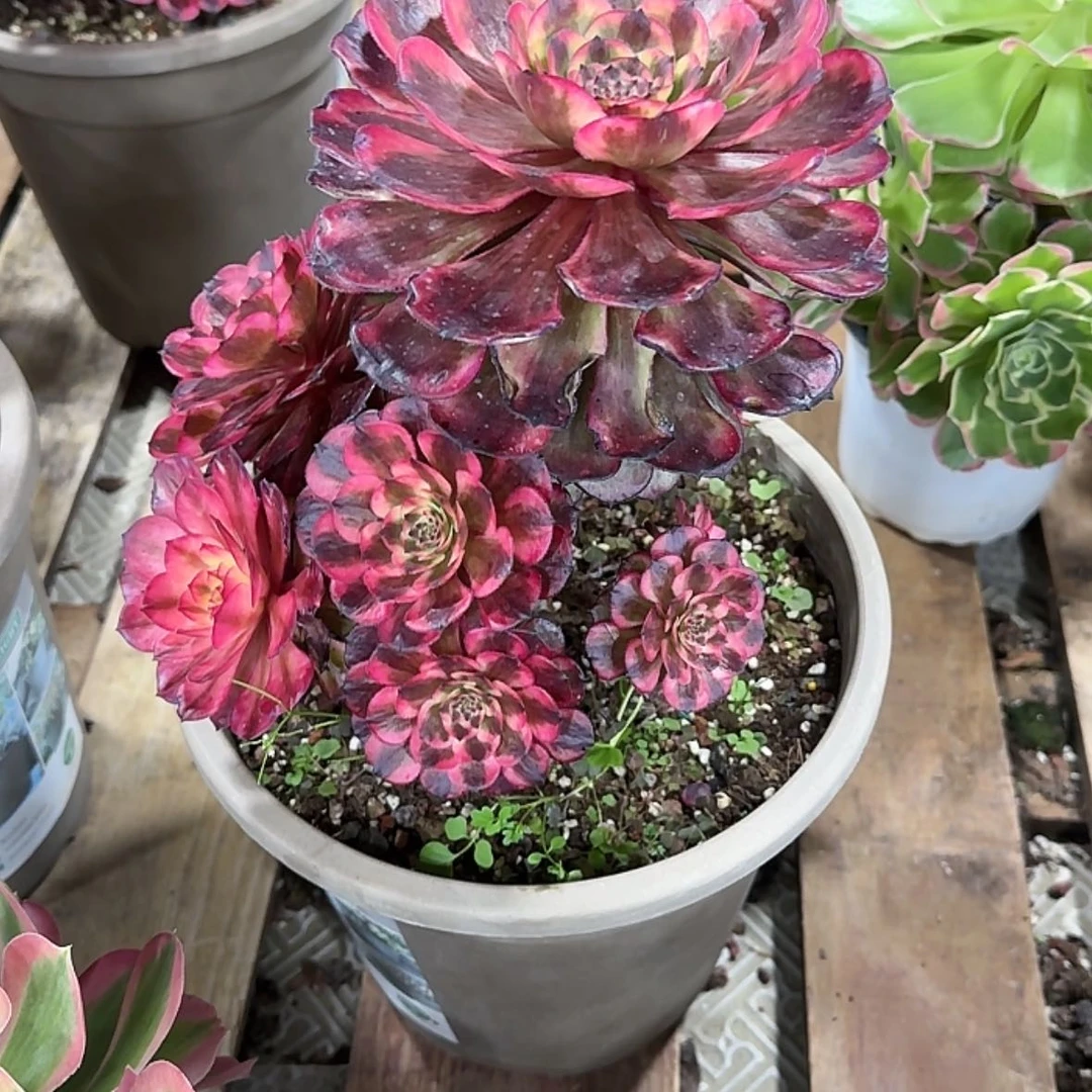 【闪购商品】丽*法师多肉