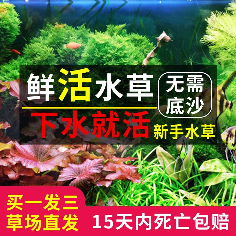 鱼缸活体水草籽阴性造景植物红波趴地矮珍珠懒人水榕沉木淡水莫斯