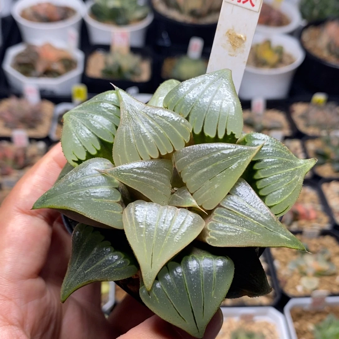 282媚凤寿一物一拍