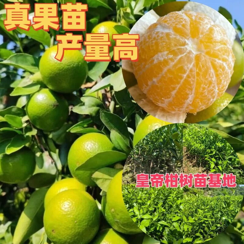 皇帝柑嫁接苗贡柑橘柑桔果树苗木广西发货南方种植盆栽地栽柑子