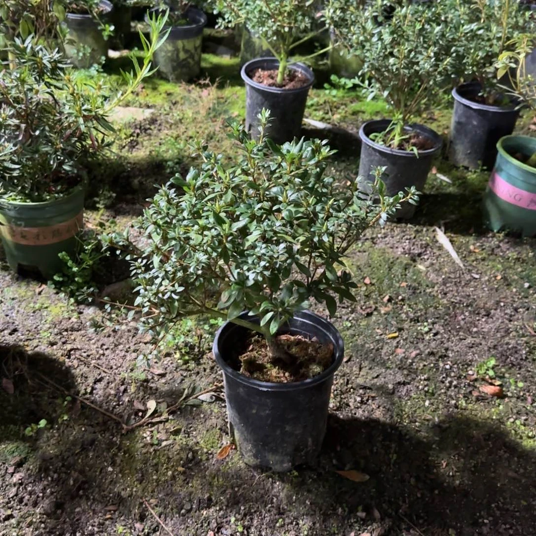 越***好完全开放菊姬 小菊之舞