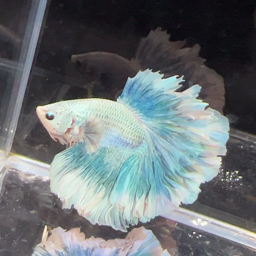 斗鱼12号绿光森林