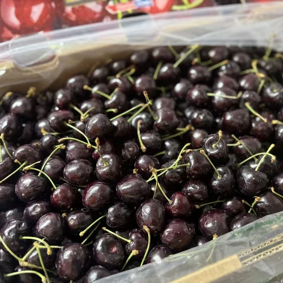 桑缇娜海运4J车厘子1箱（10斤，20颗以内坏果属于正常现象)