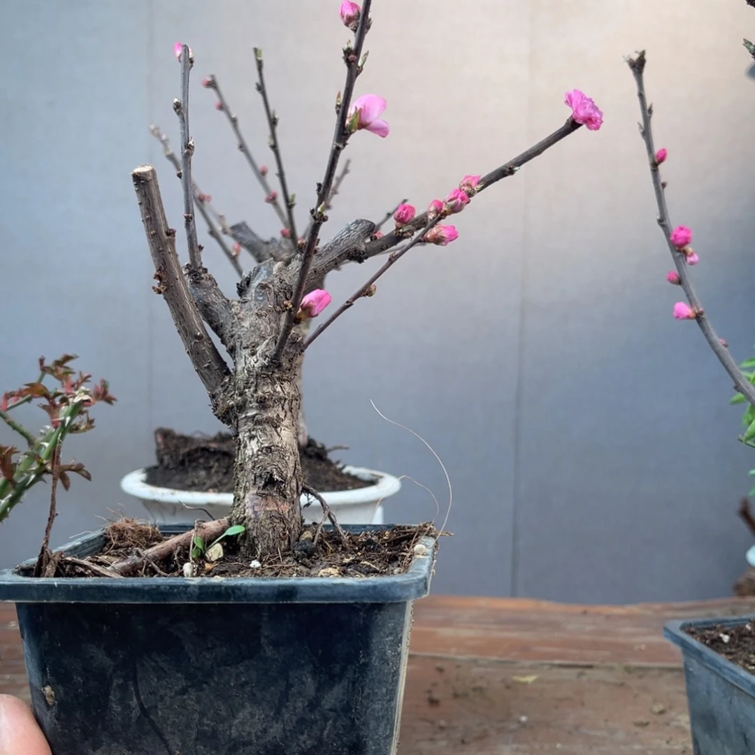 微月季盆景11111独**秋