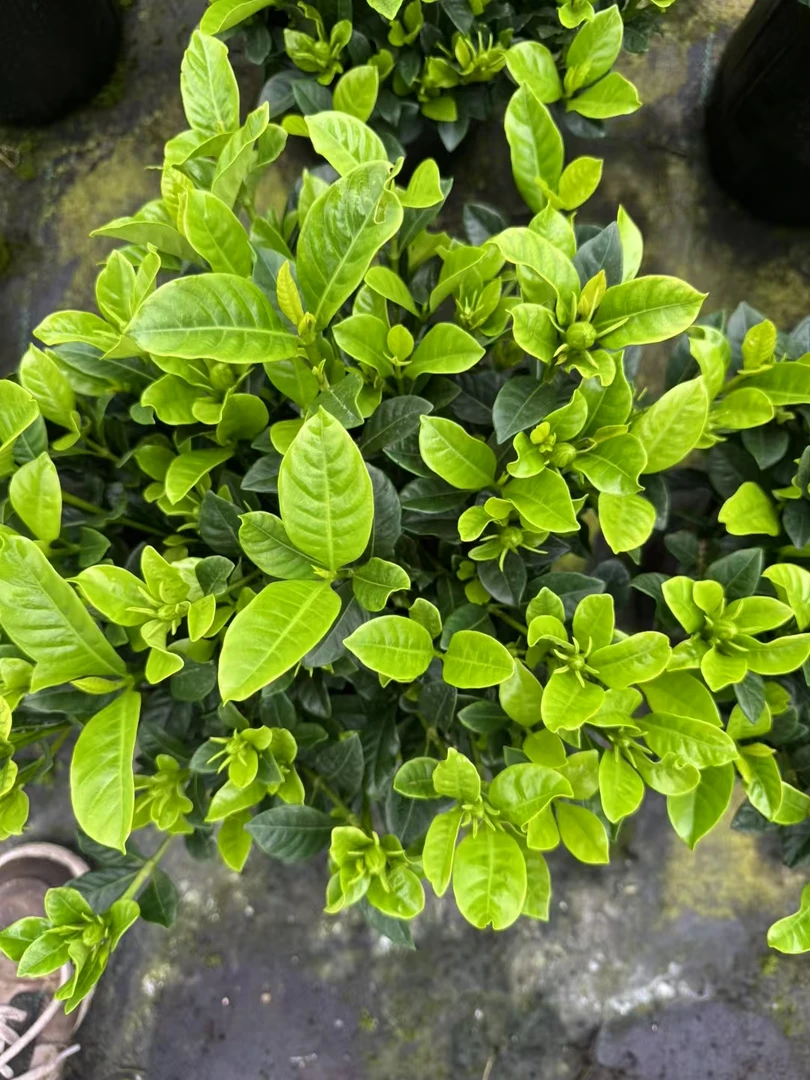 栀子花盆栽室内绿植四季开花植物花卉
