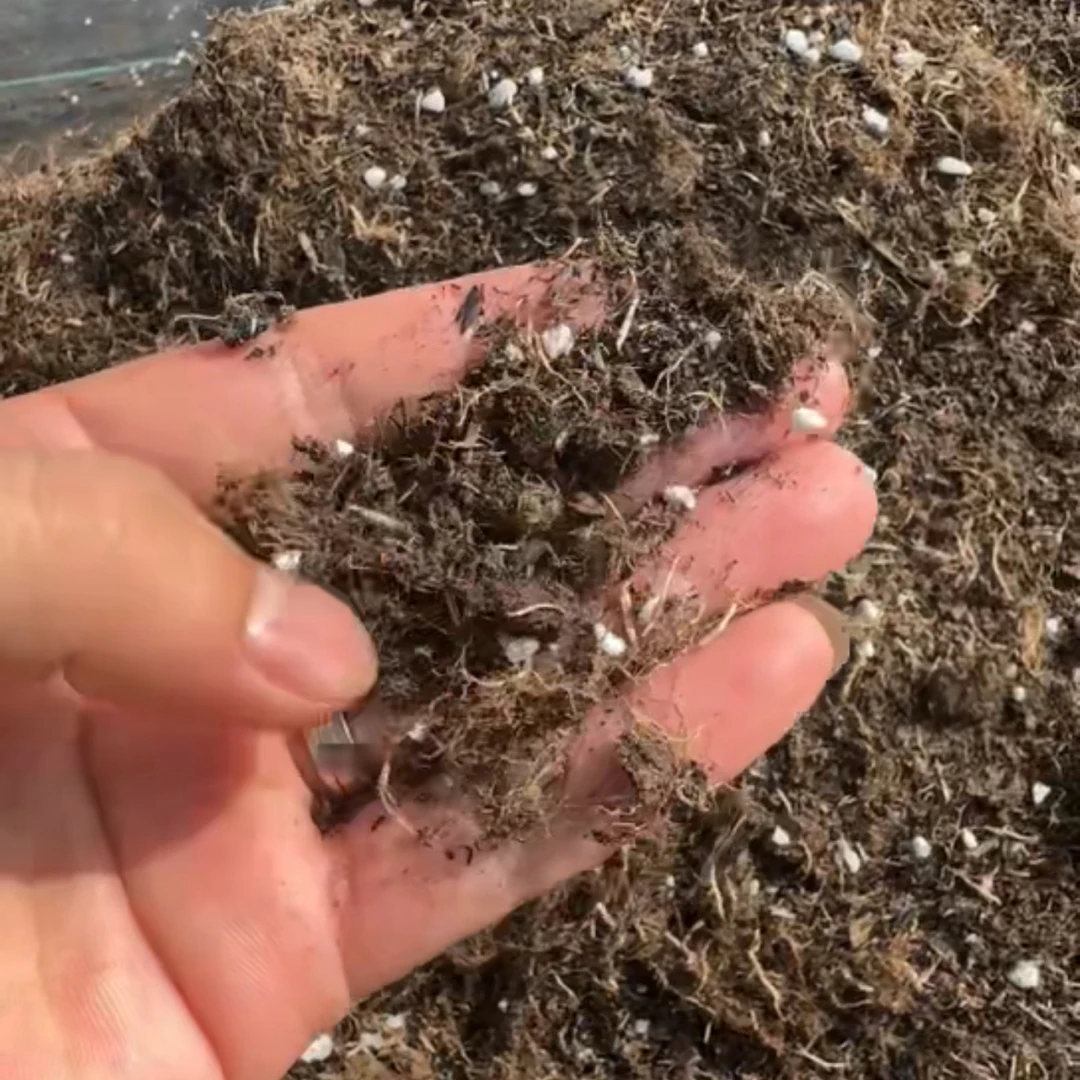 蓝坤园艺 铁线莲（土)通用型花卉铁线莲攀爬植物