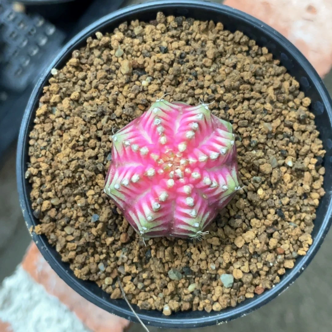 当前无花朵，栽培后可花朵皇氏轮回11