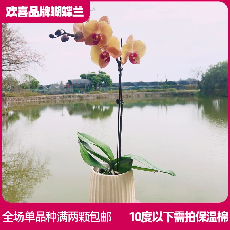 【芳美钻石】精品蝴蝶兰室内绿植 带花带花苞发货
