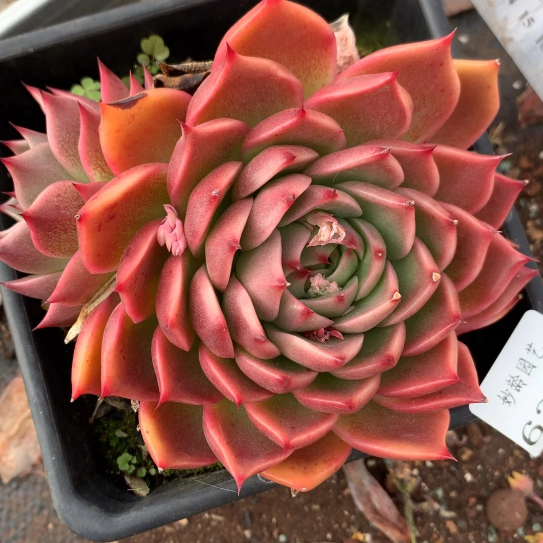 6366杂交多肉老桩