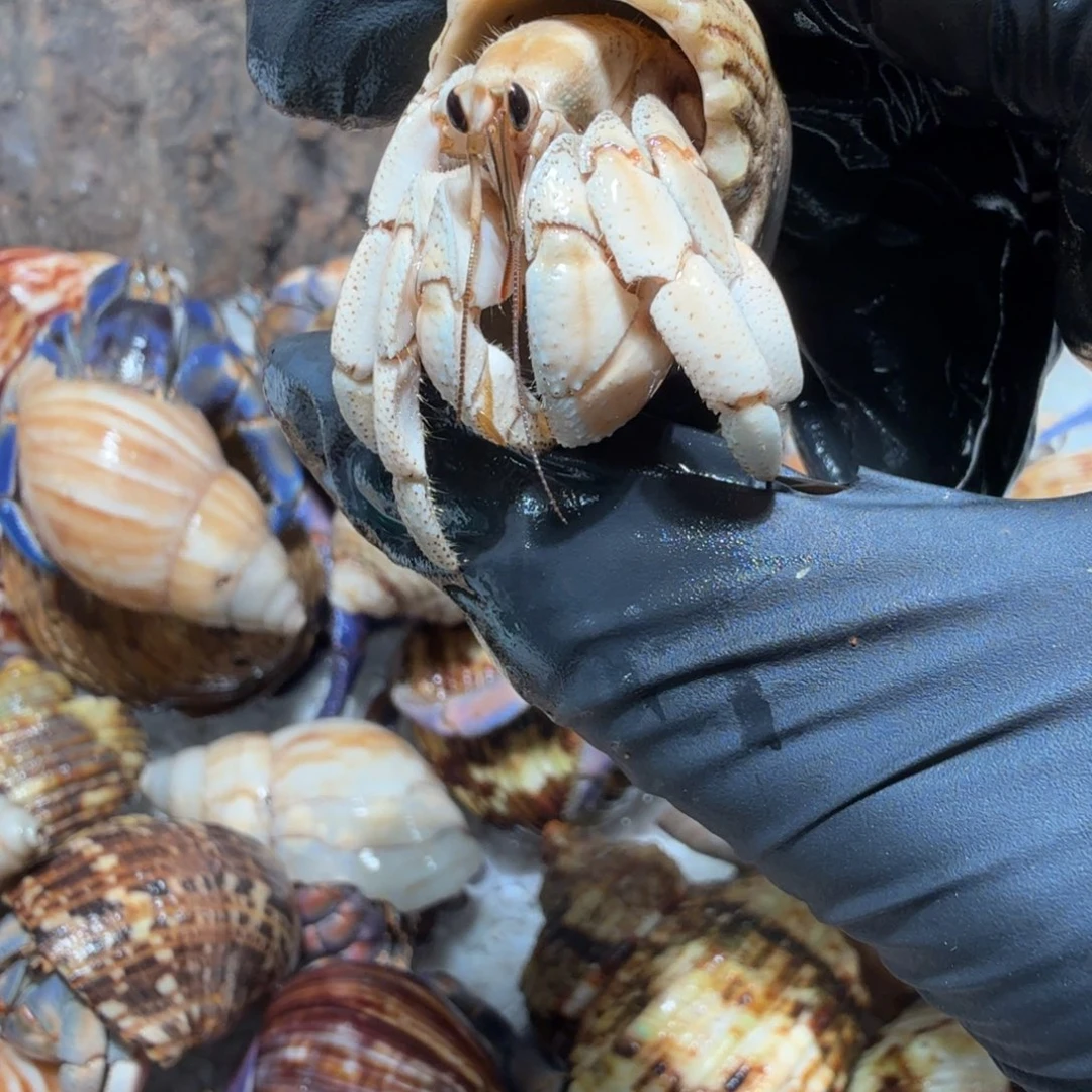 24号直播间挑选1.7口