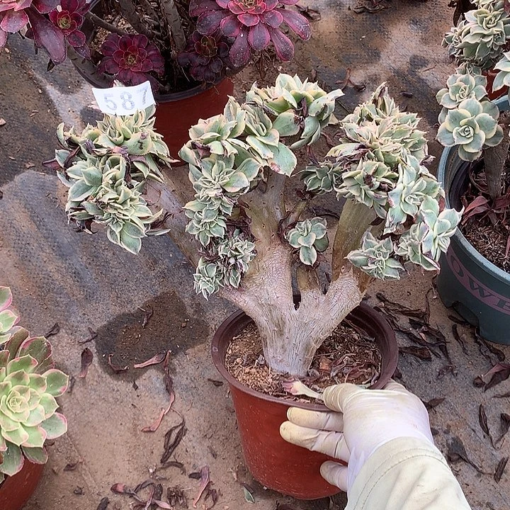 多肉植物灿烂缀587号