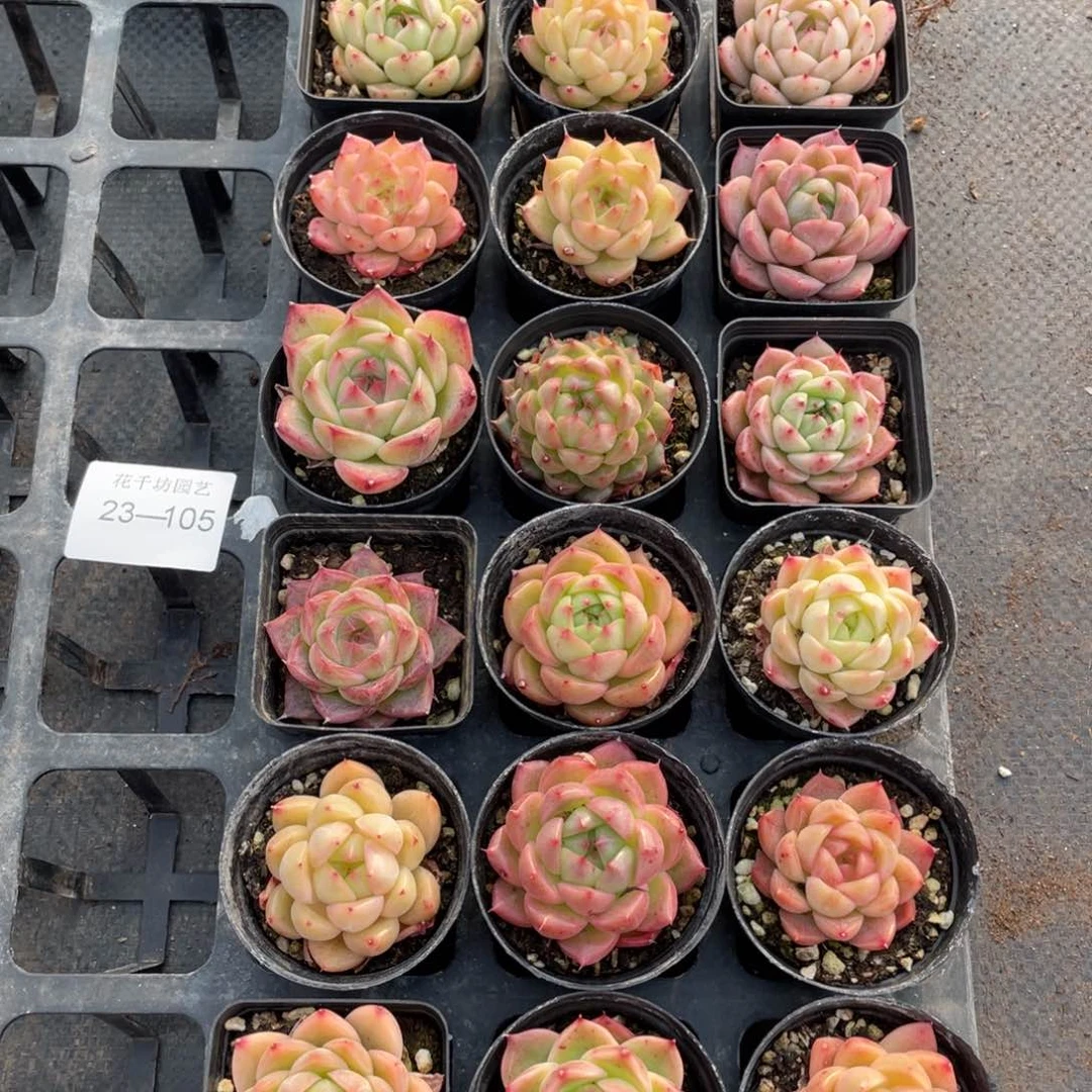 一物一拍18颗23-105