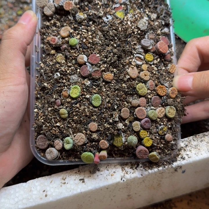 仲***锦多肉植物的生长发育38