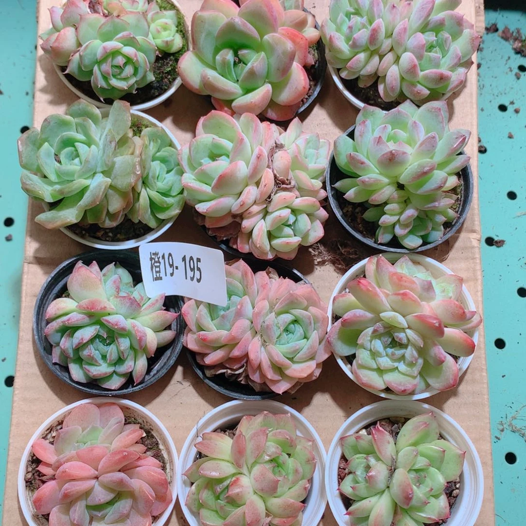 19-195一物一拍多肉带盆18颗