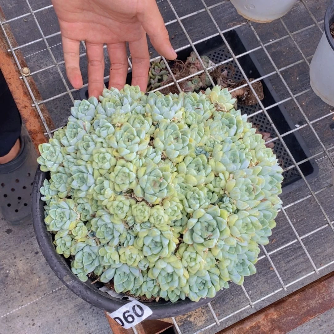 厚叶月影带盆土一盆