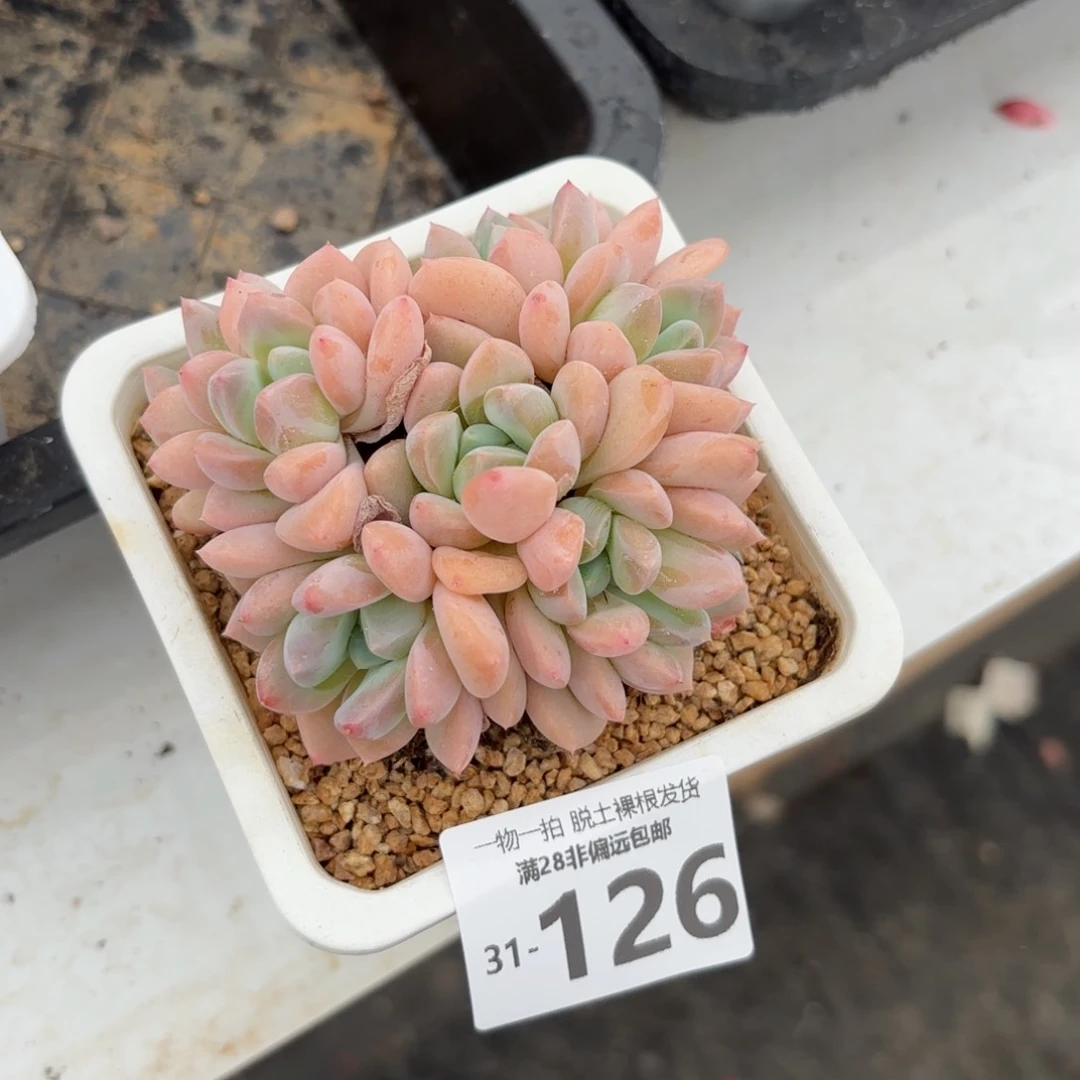 芙丽朵老桩多肉多肉多肉