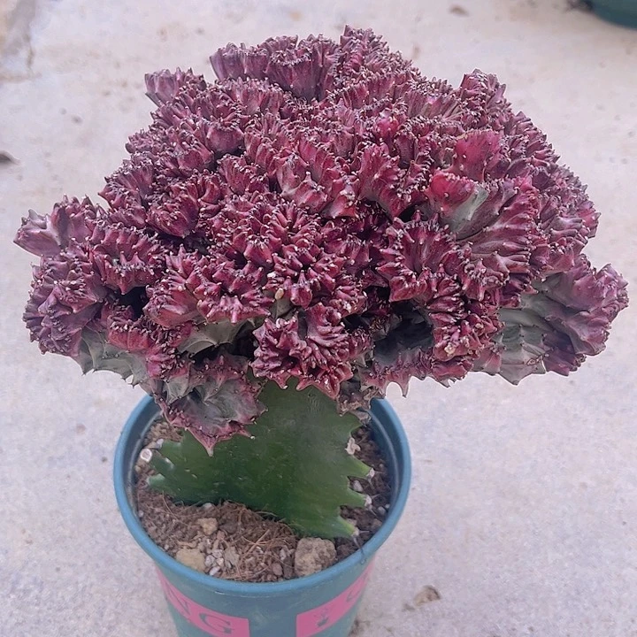 大戟科多肉植物彩麒麟25